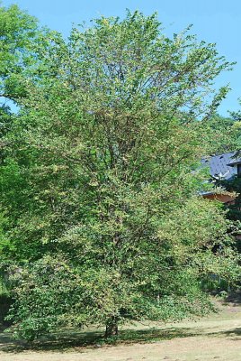 Ulmus minor - jilm habrolistý - letní habitus (72)